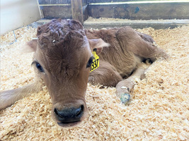 Wire Village School Adopts A Calf!